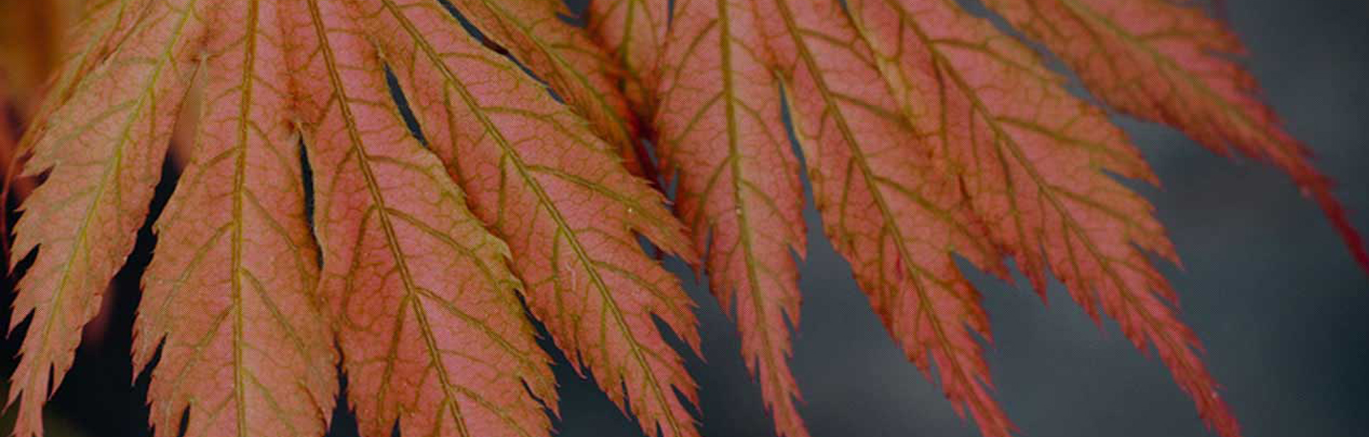 Chamaecyparis obtusa ‘Nana Lutea’